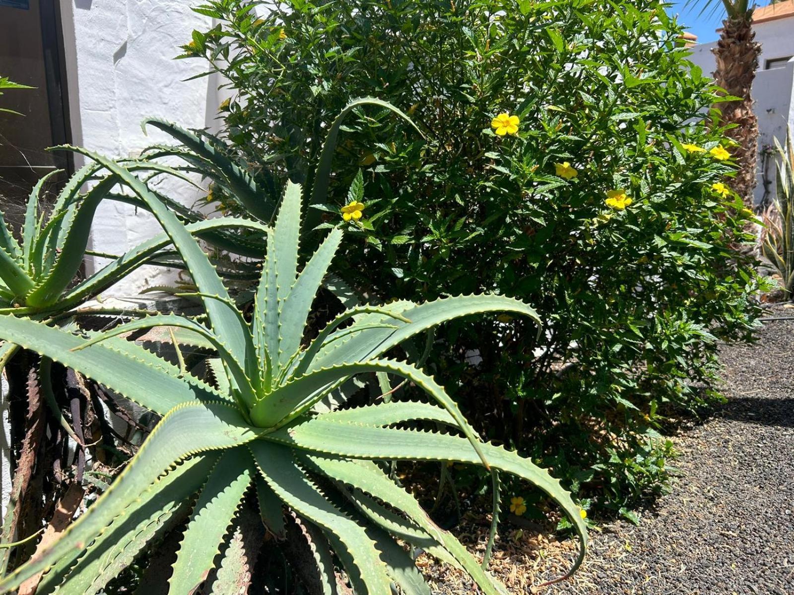 Apartamentos Gala Corralejo Buitenkant foto